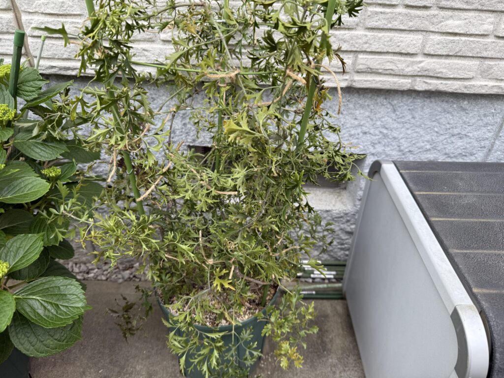 カートマニージョー
花後のお手入れ
花梗がびっしり
誘引