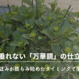花が垂れない！アジサイ「万華鏡」の仕立て方ガイド（2025年春）