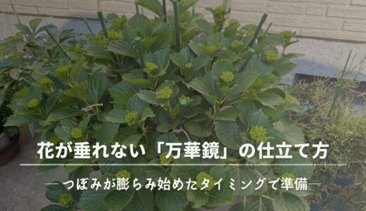 花が垂れない！アジサイ「万華鏡」の仕立て方ガイド（2025年春）