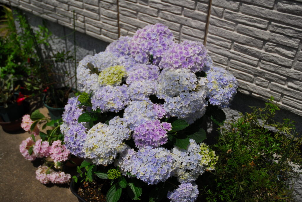 アジサイ万華鏡
開花前の仕立て方
支柱の立て方