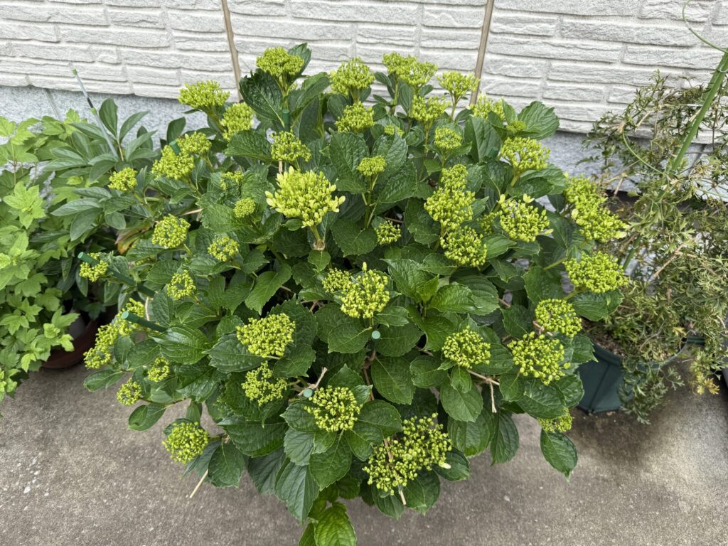 「直径50 cmを超える鉢植えのアジサイ万華鏡。丸く整ったドーム状の株に緑色のつぼみがぎっしり付く」