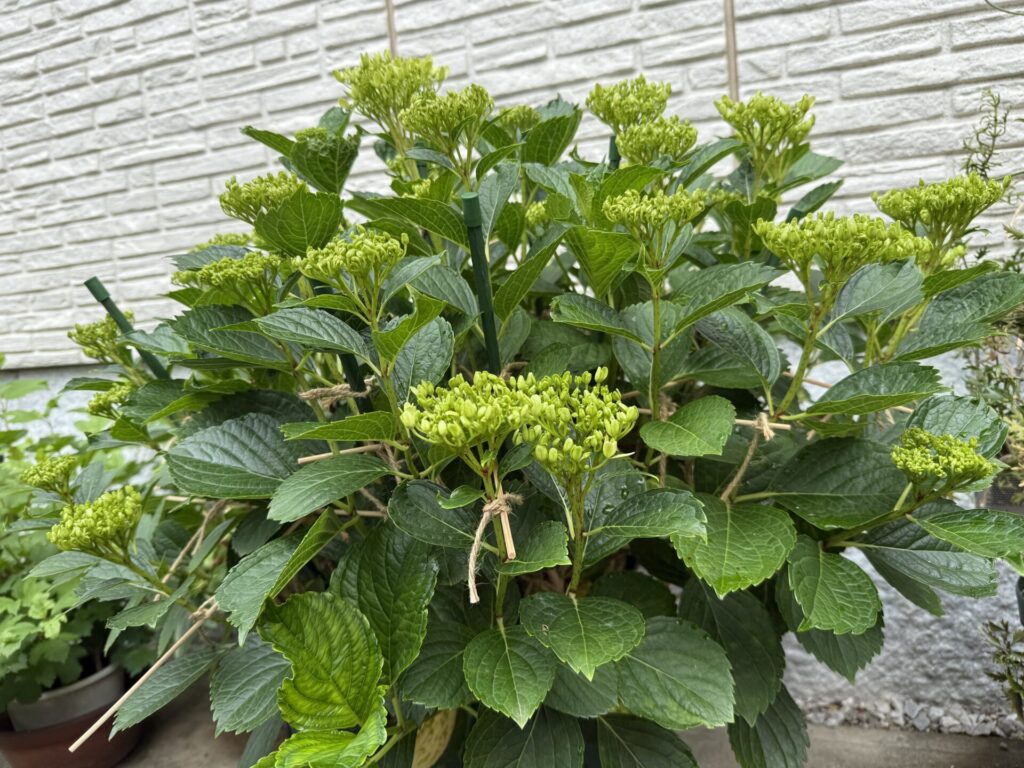 「支柱と麻ひもで形を保持した万華鏡。内部まで光が届き、枝が徒長していない」