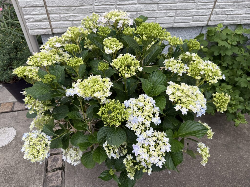 「白〜淡いライムグリーンの房と、パステルブルーに色づき始めた房が混在する万華鏡」