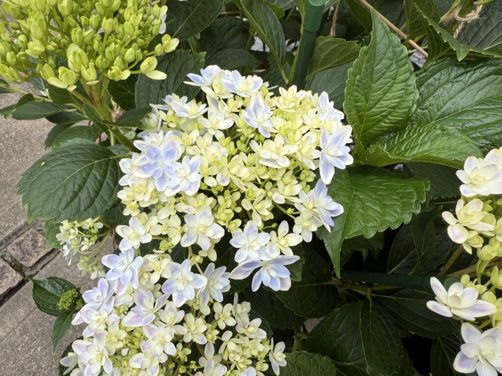 「花弁にうっすら藤色のベール。万華鏡特有の多重模様が出てきた」