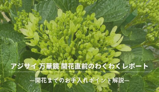 アジサイ 万華鏡 ― 開花直前のわくわくレポート （2025年5月中旬）