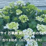 アジサイ 万華鏡 －色づき始め－（2025年5月下旬）
