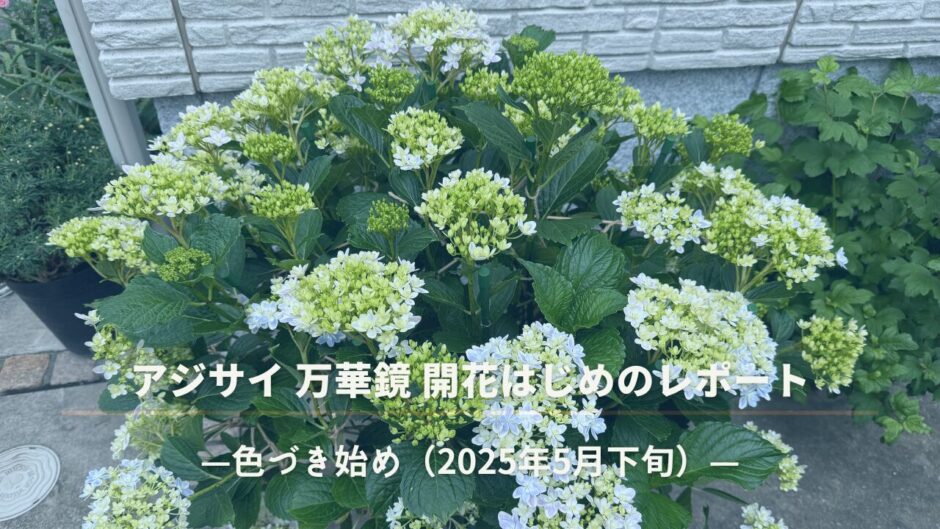 アジサイ万華鏡の色づき始め　５月下旬