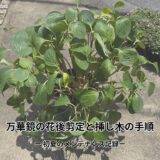 【保存版】アジサイ万華鏡の花後剪定と挿し木の手順｜初夏のメンテナンス記録