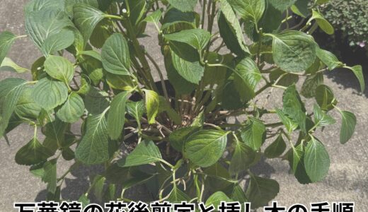 【保存版】アジサイ万華鏡の花後剪定と挿し木の手順｜初夏のメンテナンス記録