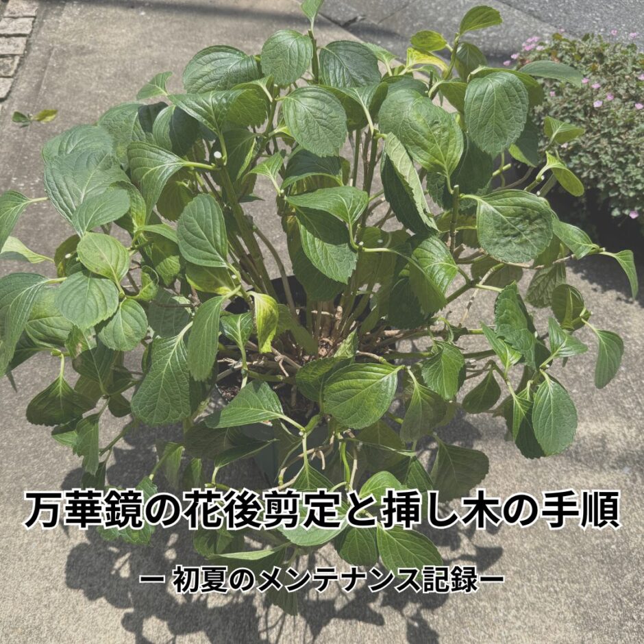 アジサイ万華鏡　花後剪定