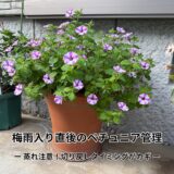 梅雨入り直後のペチュニア管理｜蒸れに注意！切り戻しのタイミングがカギ