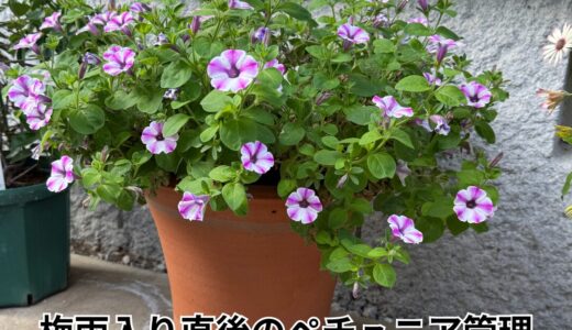 梅雨入り直後のペチュニア管理｜蒸れに注意！切り戻しのタイミングがカギ