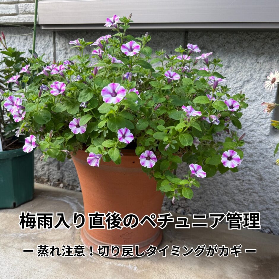 ペチュニアの梅雨時の管理　切り戻しタイミング
