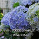 【栽培記録と反省】アジサイ万華鏡、今年はなぜ青く咲かなかったのか？　ー万華鏡を青く咲かせる方法ー