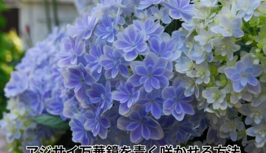 【栽培記録と反省】アジサイ万華鏡、今年はなぜ青く咲かなかったのか？　ー万華鏡を青く咲かせる方法ー