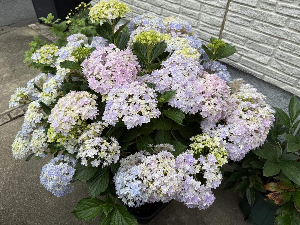 アジサイ 万華鏡 8分咲き
6月初旬
