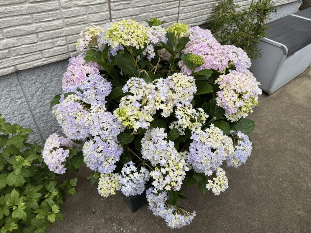 アジサイ 万華鏡 8分咲き
6月初旬