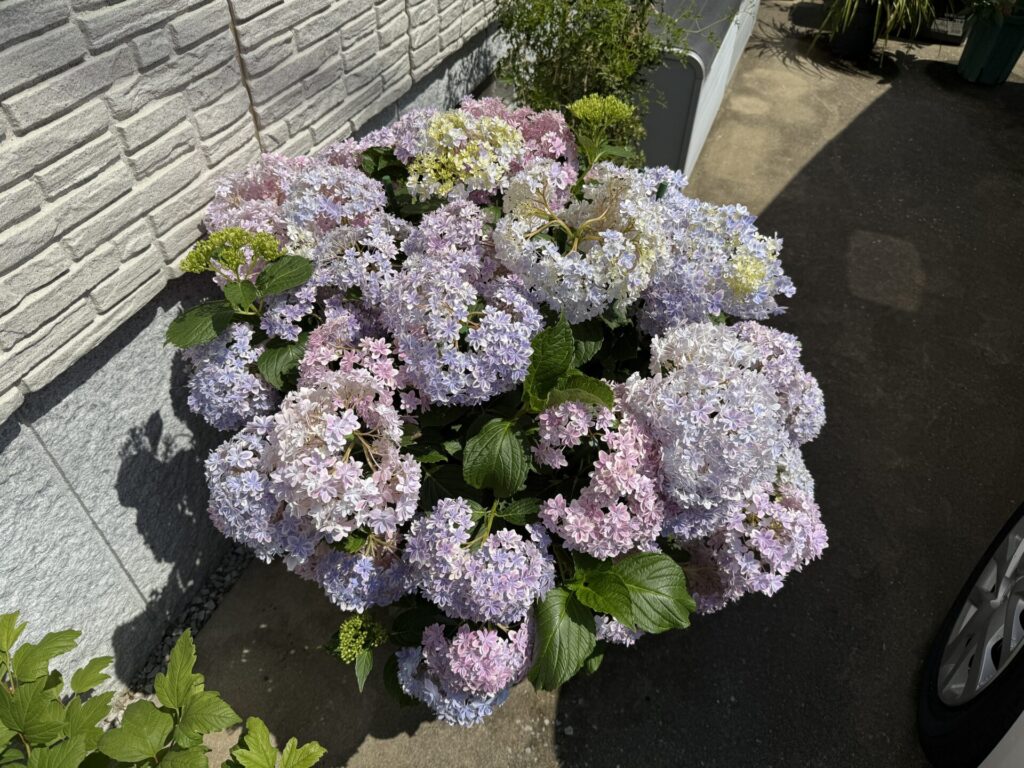 アジサイ万華鏡　満開　６月初旬
６年目の株