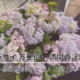 アジサイ 万華鏡 ー満開の記録｜繊細な美のピークを迎えてー