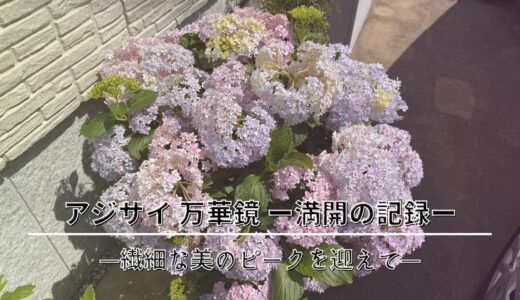 アジサイ 万華鏡 ー満開の記録｜繊細な美のピークを迎えてー