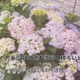 アジサイ 万華鏡　ー 咲き進む季節の移ろいとともに ー
