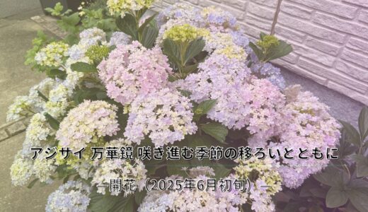 アジサイ 万華鏡　ー 咲き進む季節の移ろいとともに ー
