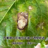梅雨明け直前、アジサイ万華鏡の“その後”レポート