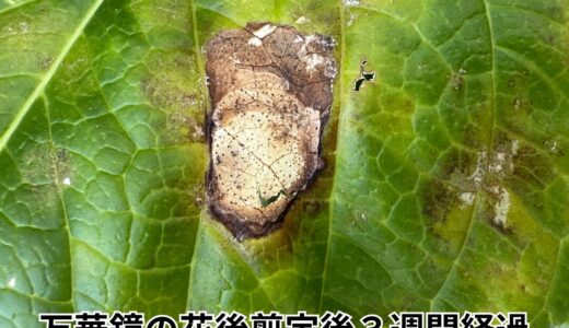 下のソーシャルリンクからフォロー