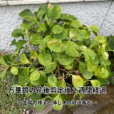 アジサイ万華鏡 剪定から２週間：生育の様子と挿し木の経過報告