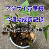 【アジサイ万華鏡】今週の成長記録・葉の異変と挿し木の希望