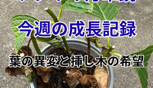 下のソーシャルリンクからフォロー