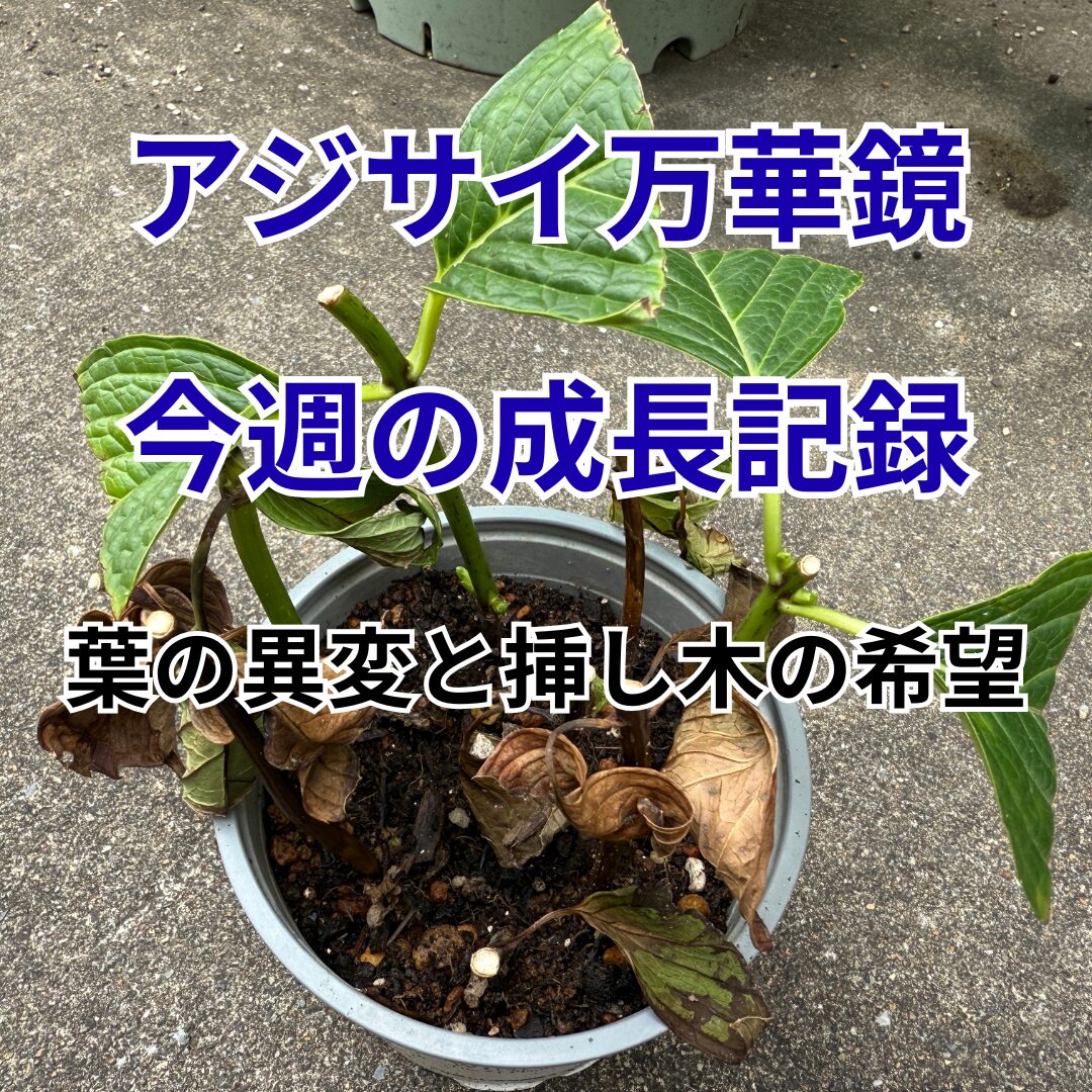 アジサイ万華鏡】今週の成長記録・葉の異変と挿し木の希望 | 週末の庭
