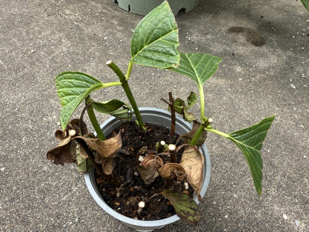 アジサイ万華鏡 挿し木