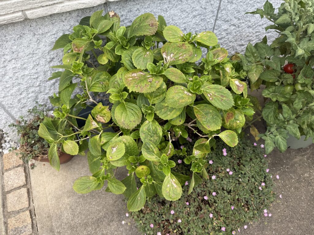 葉焼け 輪紋病 経過観察