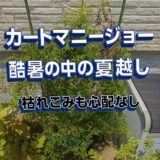 カートマニージョーの夏越し観察レポート【8月上旬】