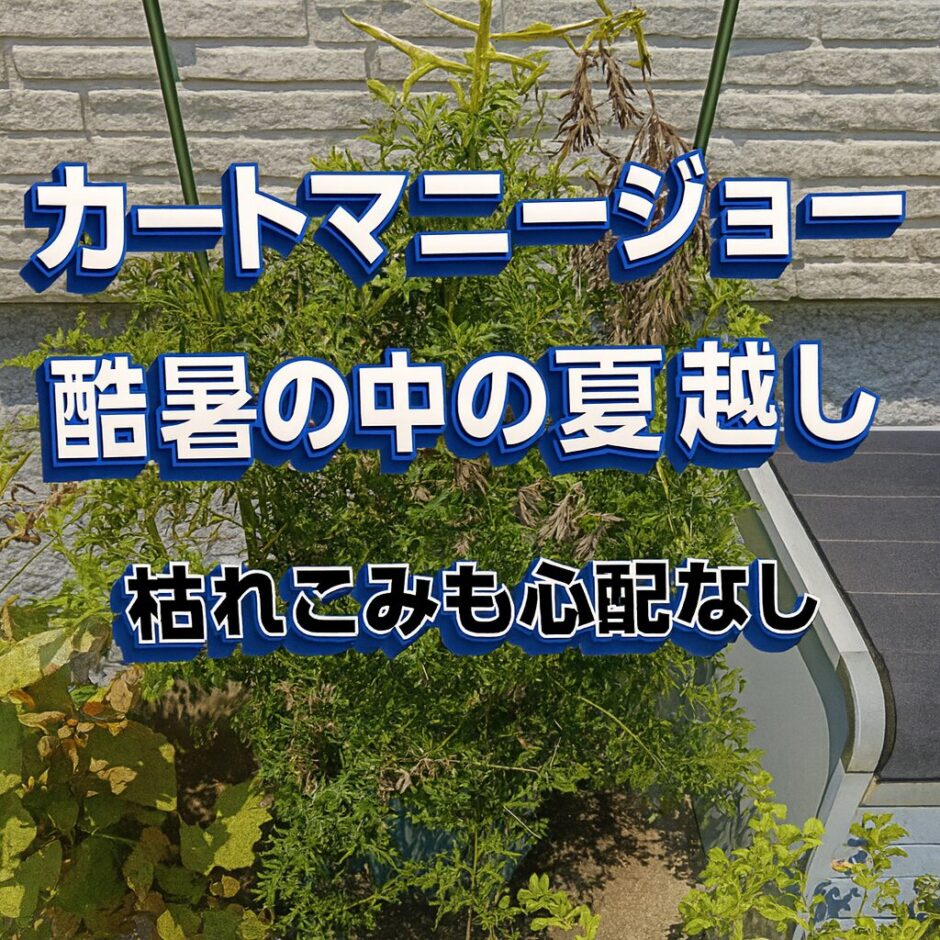 カートマニージョーの夏越し