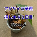 たった１本の希望──アジサイ『万華鏡』挿し木 43 日目レポート