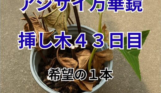 下のソーシャルリンクからフォロー
