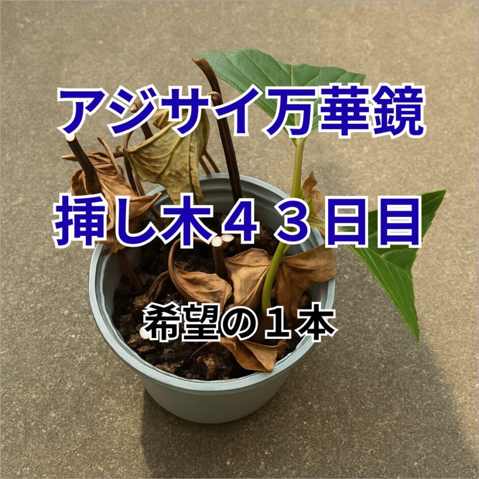 アジサイ万華鏡の挿し木