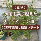 【立秋】大暑を乗り越えたカートマニージョー｜2025年夏越し観察レポート