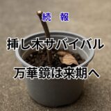 続報|2025年 挿し木サバイバル報告