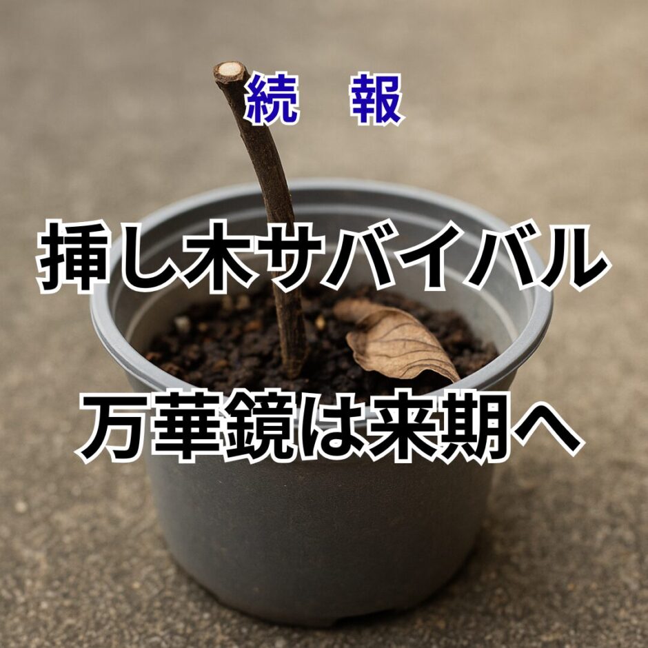 アジサイ万華鏡 挿し木失敗