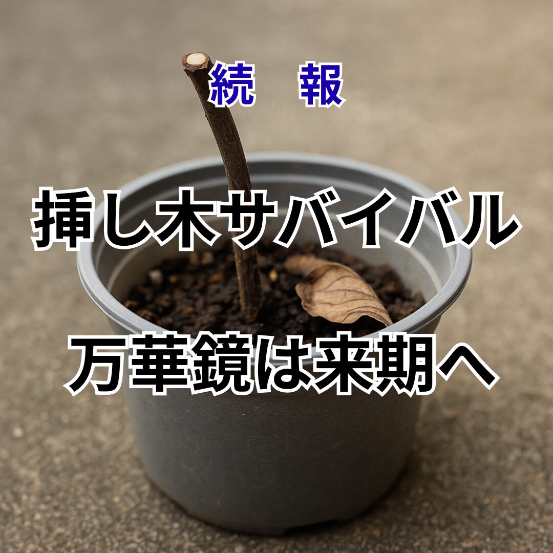 続報｜2025年 挿し木サバイバル報告 | 週末の庭いじり