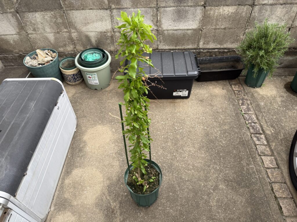 デュランタ　宝塚　スタンダード仕立て