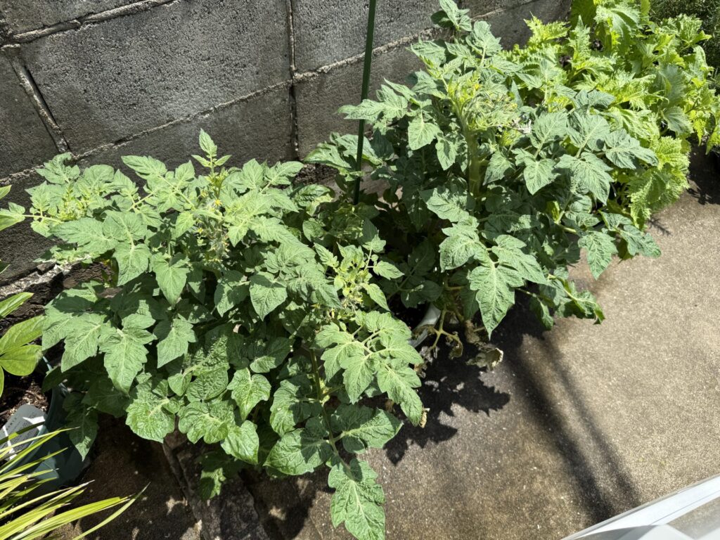 カゴメ　あまたん