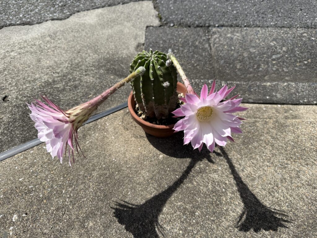 サボテン　今年は何度も花を付けました。