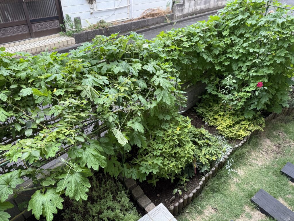 ゴーヤ　驚異的な生育
