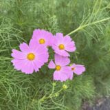 秋のウォーキングで出会える花々|コスモスと彼岸花の季節