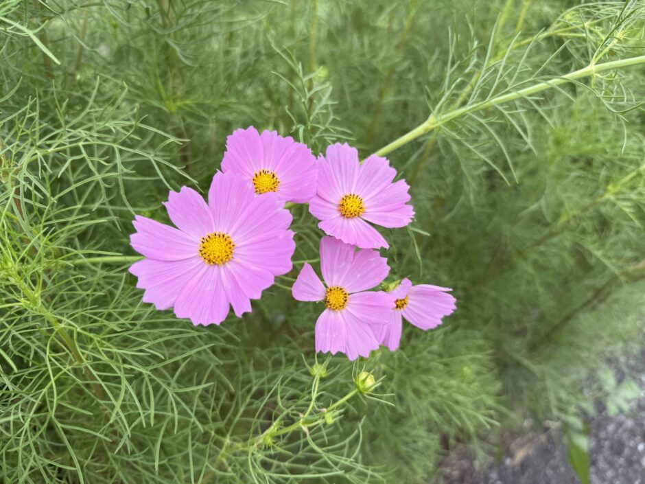 秋のウォーキングで出会える花々｜コスモスと彼岸花の季節