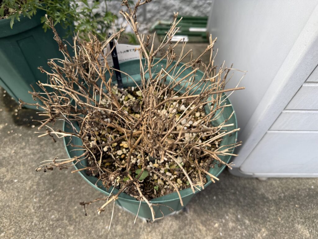 ペチュニア　猛暑に耐えられず。